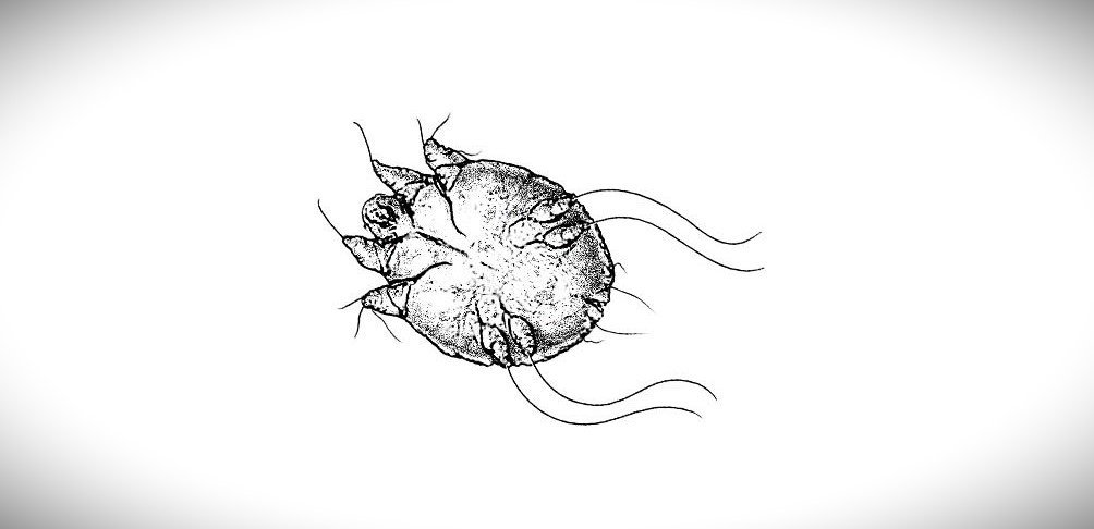 Garje oz. srbečica (scabies)