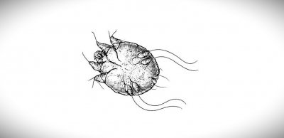 Garje oz. srbečica (scabies) slika 1