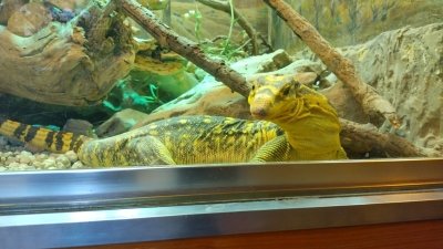 Obiskali smo Minimundus in Reptilienzoo Happ  slika 36