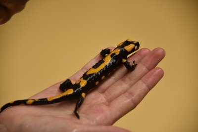 Čarobno na božično-novoletnih delavnicah slika 13