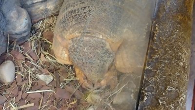 Obiskali smo Minimundus in Reptilienzoo Happ  slika 24