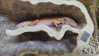 Obiskali smo Minimundus in Reptilienzoo Happ  slika 39