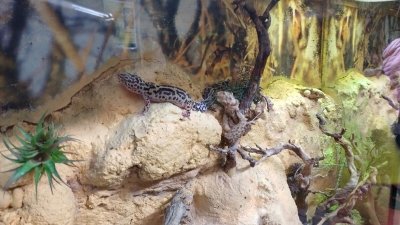 Obiskali smo Minimundus in Reptilienzoo Happ  slika 22