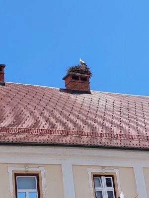 Uspeh naših mladih čebelarjev na državnem tekmovanju  slika 37