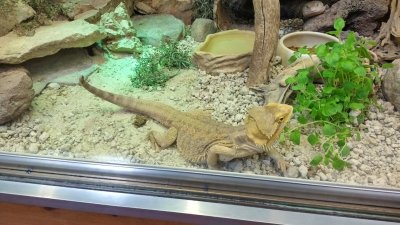 Obiskali smo Minimundus in Reptilienzoo Happ  slika 23