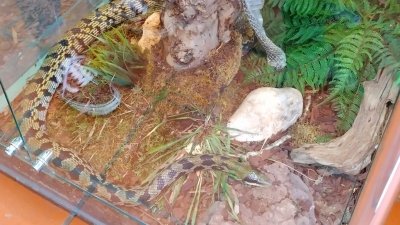 Obiskali smo Minimundus in Reptilienzoo Happ  slika 32